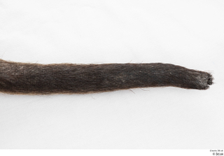 Nutria tail 0002.jpg